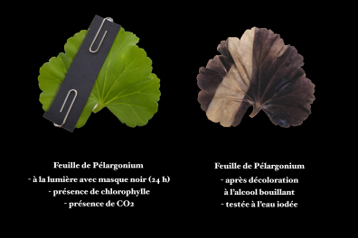Photosynthèse - Expérience avec masque (2)